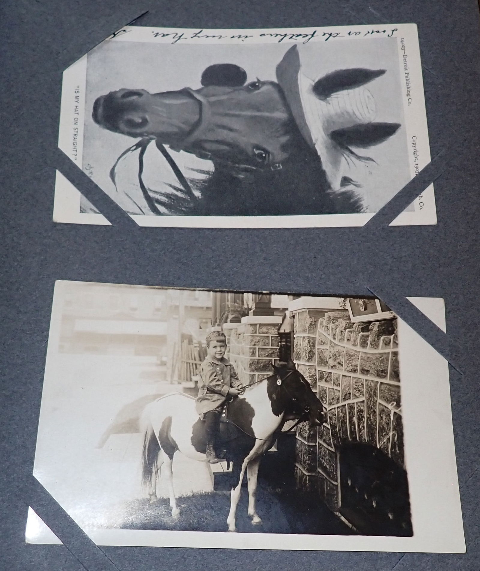 Horse Postcards: Shipping available