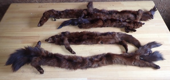 Mink Furs