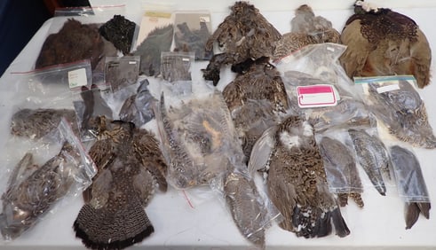 Grouse , Quail , Pheasant & Misc Bird Skins