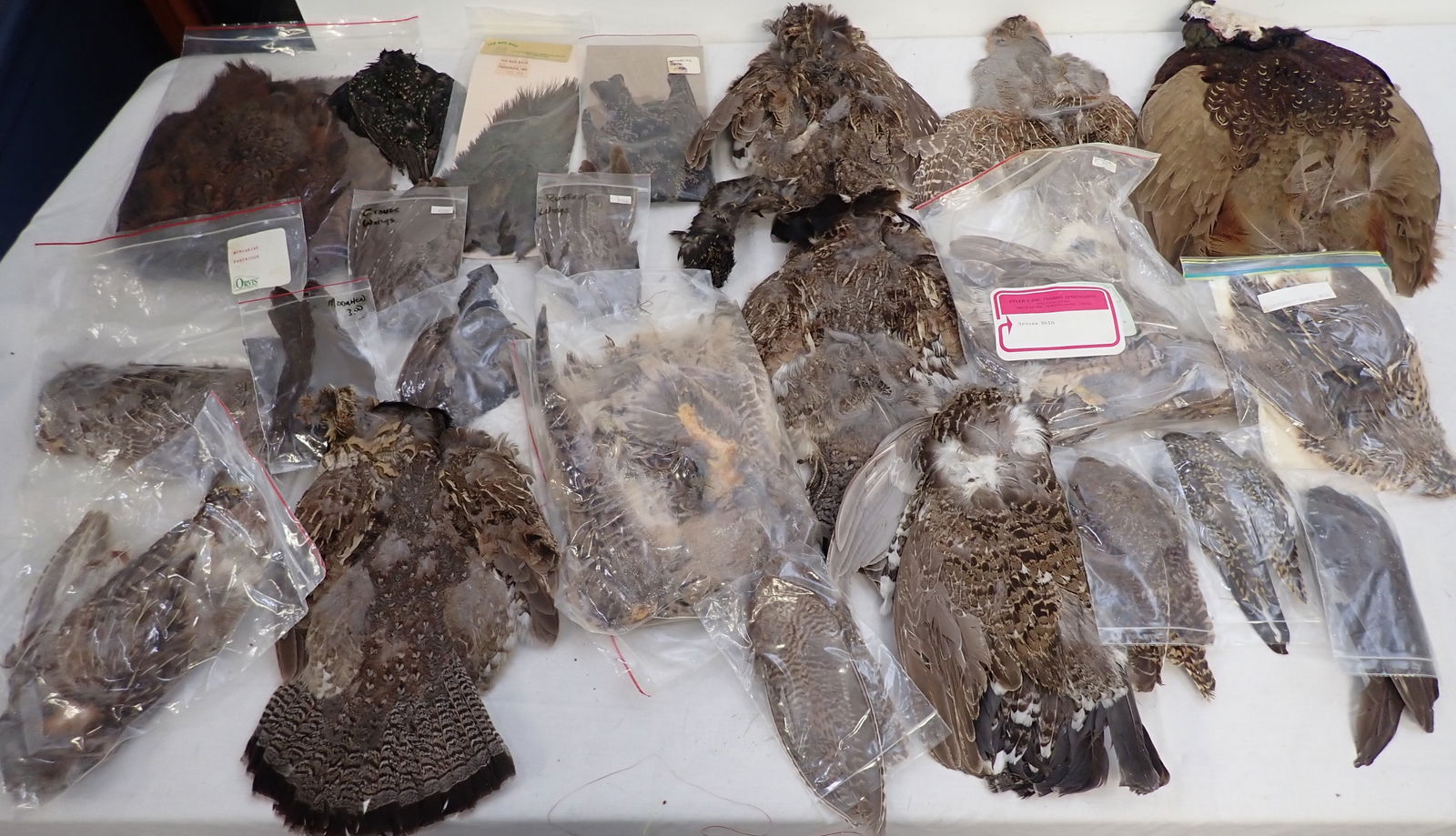 Grouse , Quail , Pheasant & Misc Bird Skins (1 of 9)