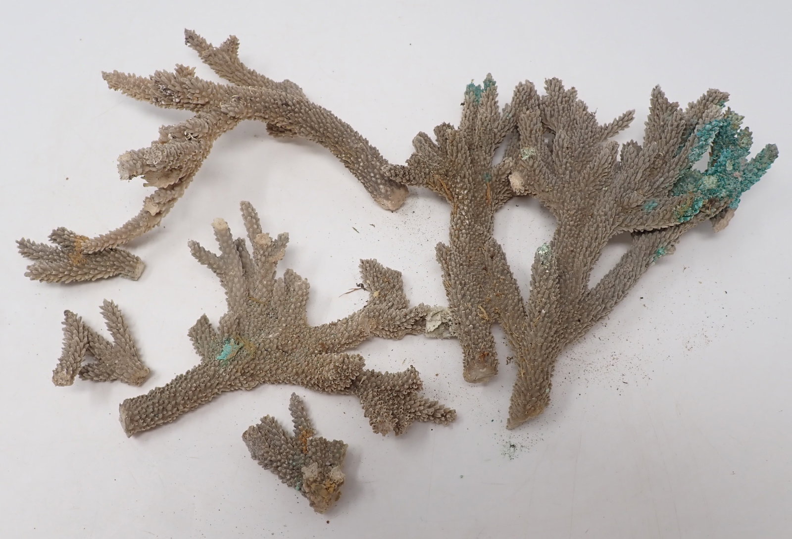 Coral: Right piece is apprx 8" long. Shipping available
