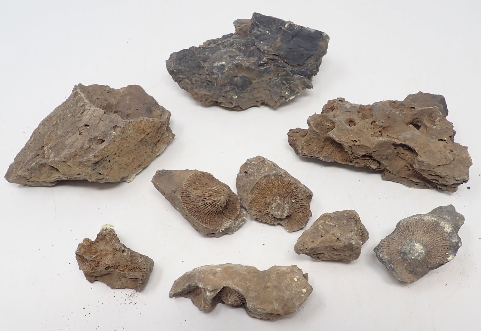 Biotite , Limestone Fossils & Misc (1 of 5)