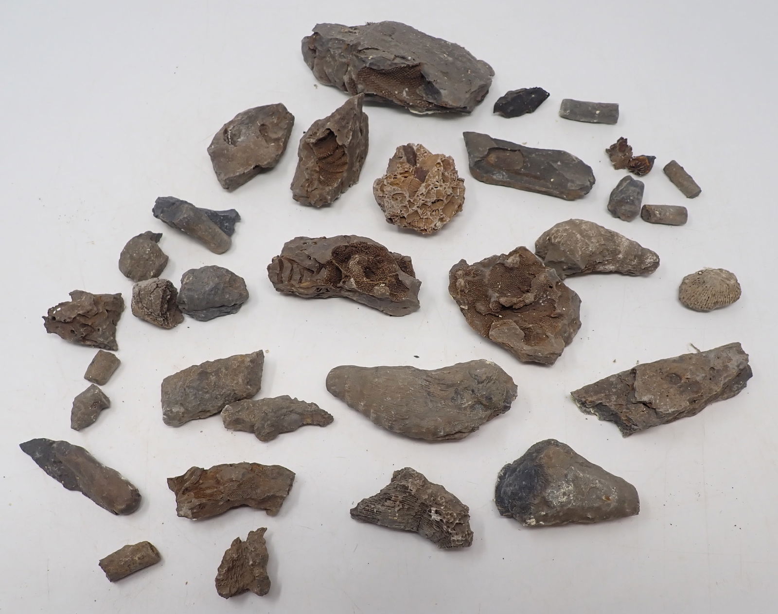 Crinoid Fossil , Basalt , Petrified Wood & Misc (1 of 7)