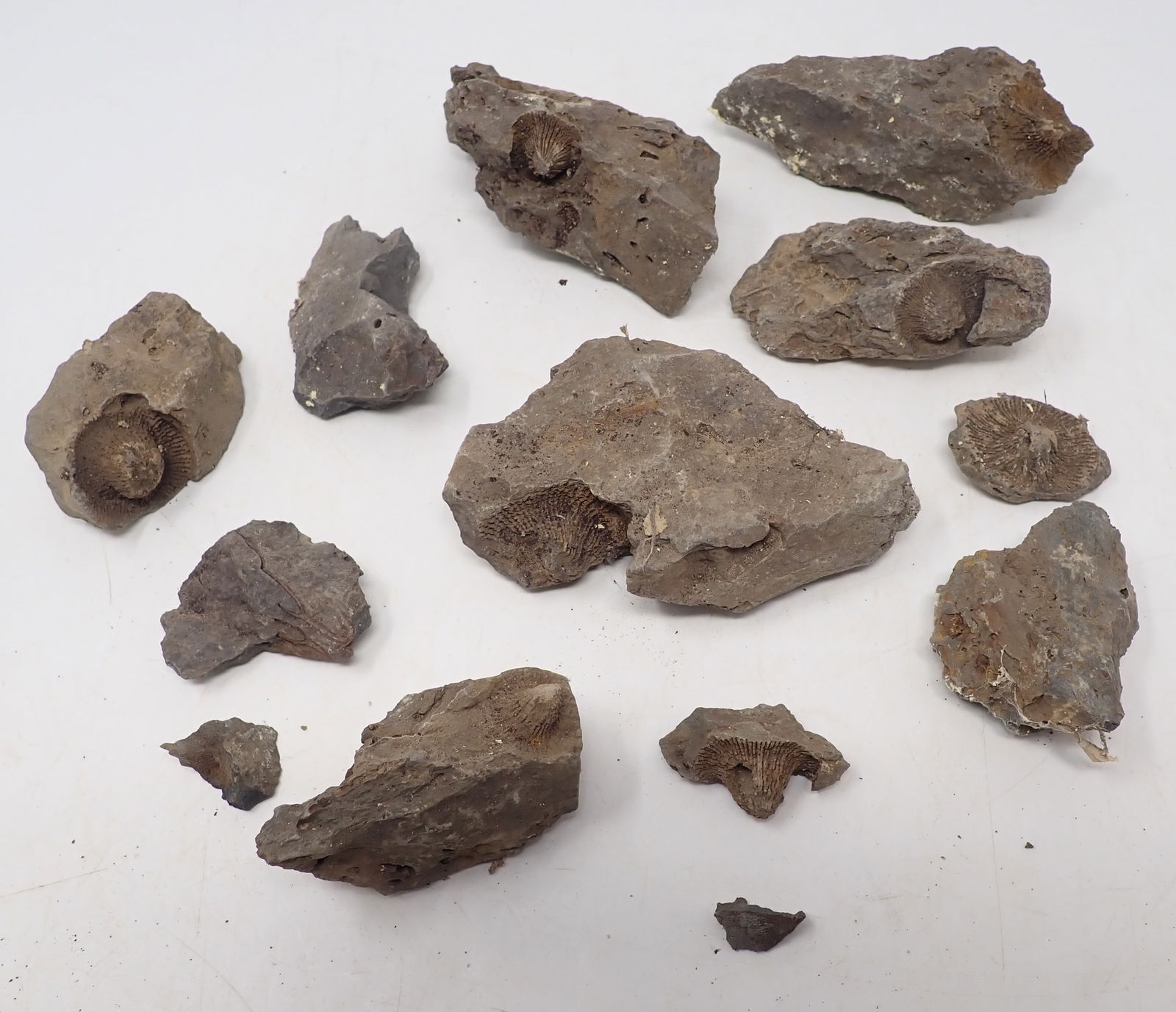 Fossils, Basalt , & Misc (1 of 5)