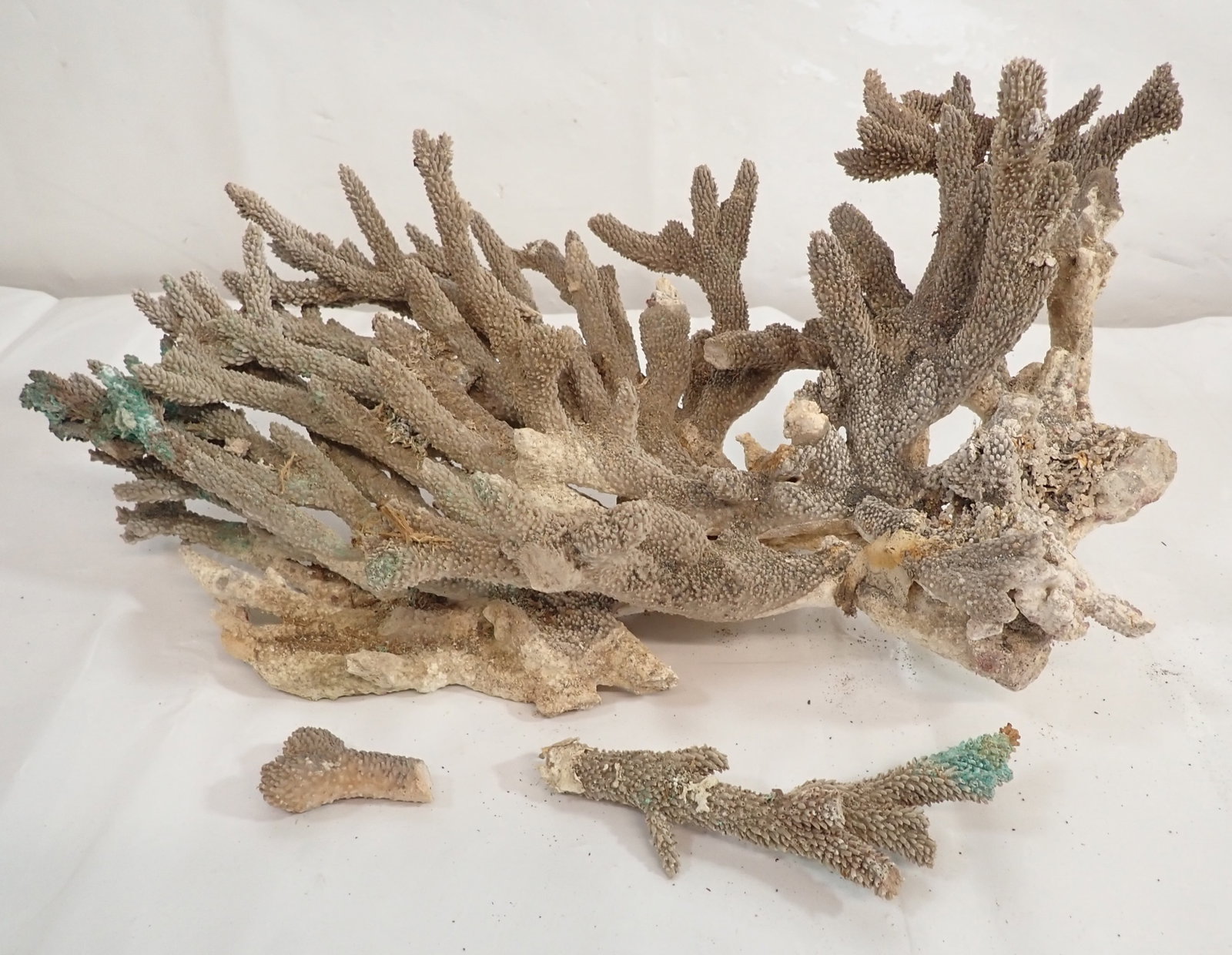 Coral: Apprx 21" long. No in house shipping !