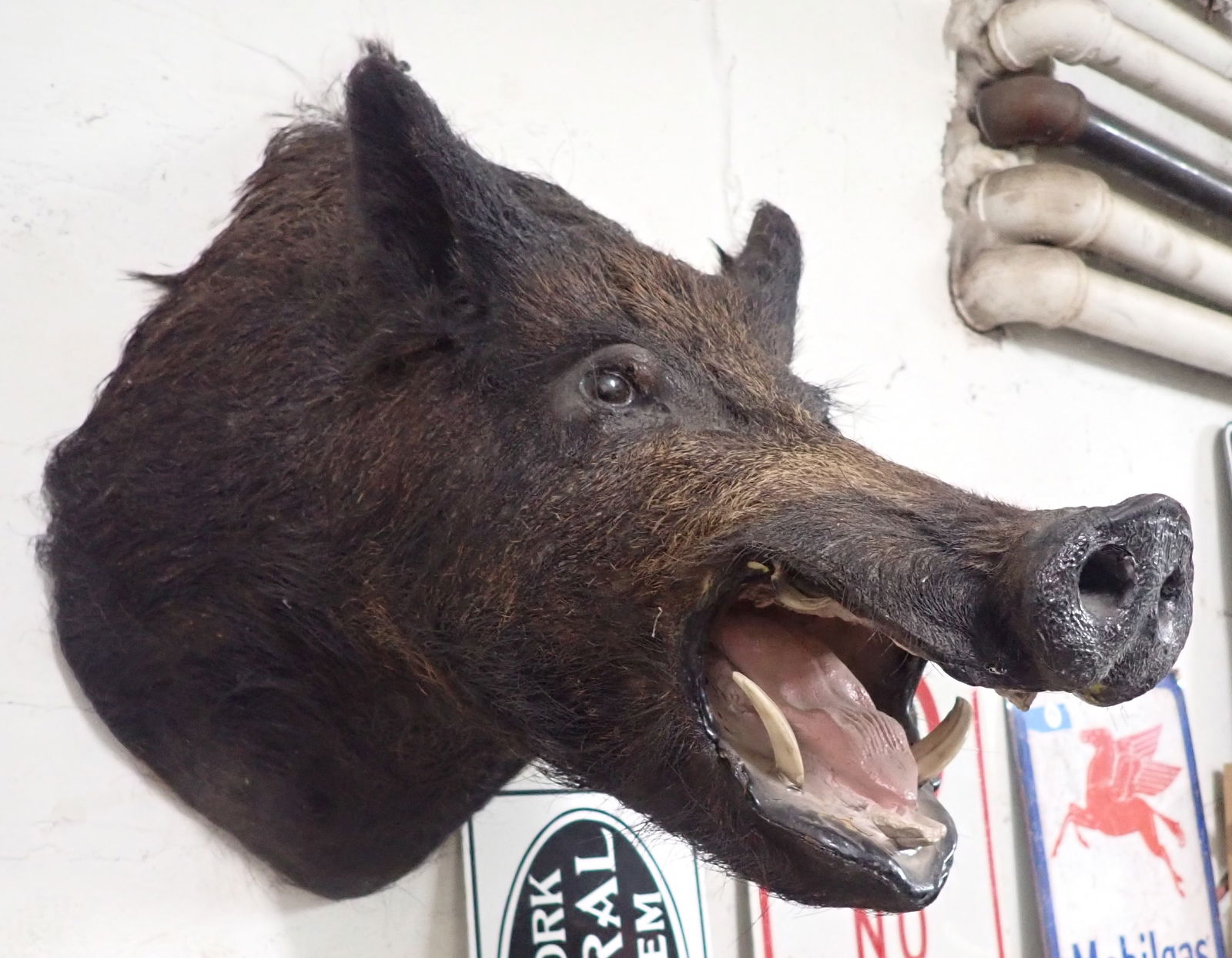 Wild Boar Mount (1 of 2)