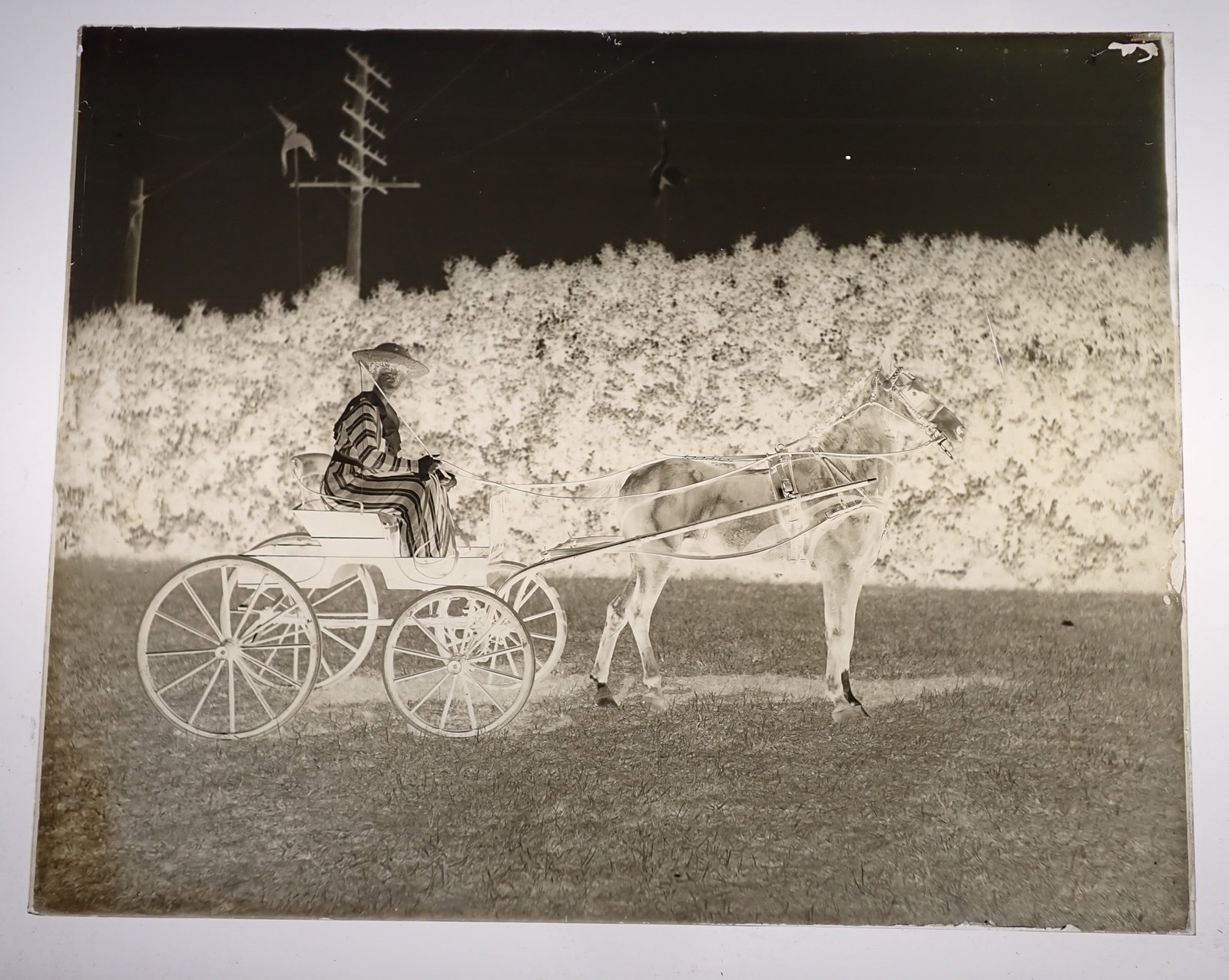 Woman w/ Veil & Striped Dress on Horse & Buggy Negative: 8" x 10" glass negative. Shipping available