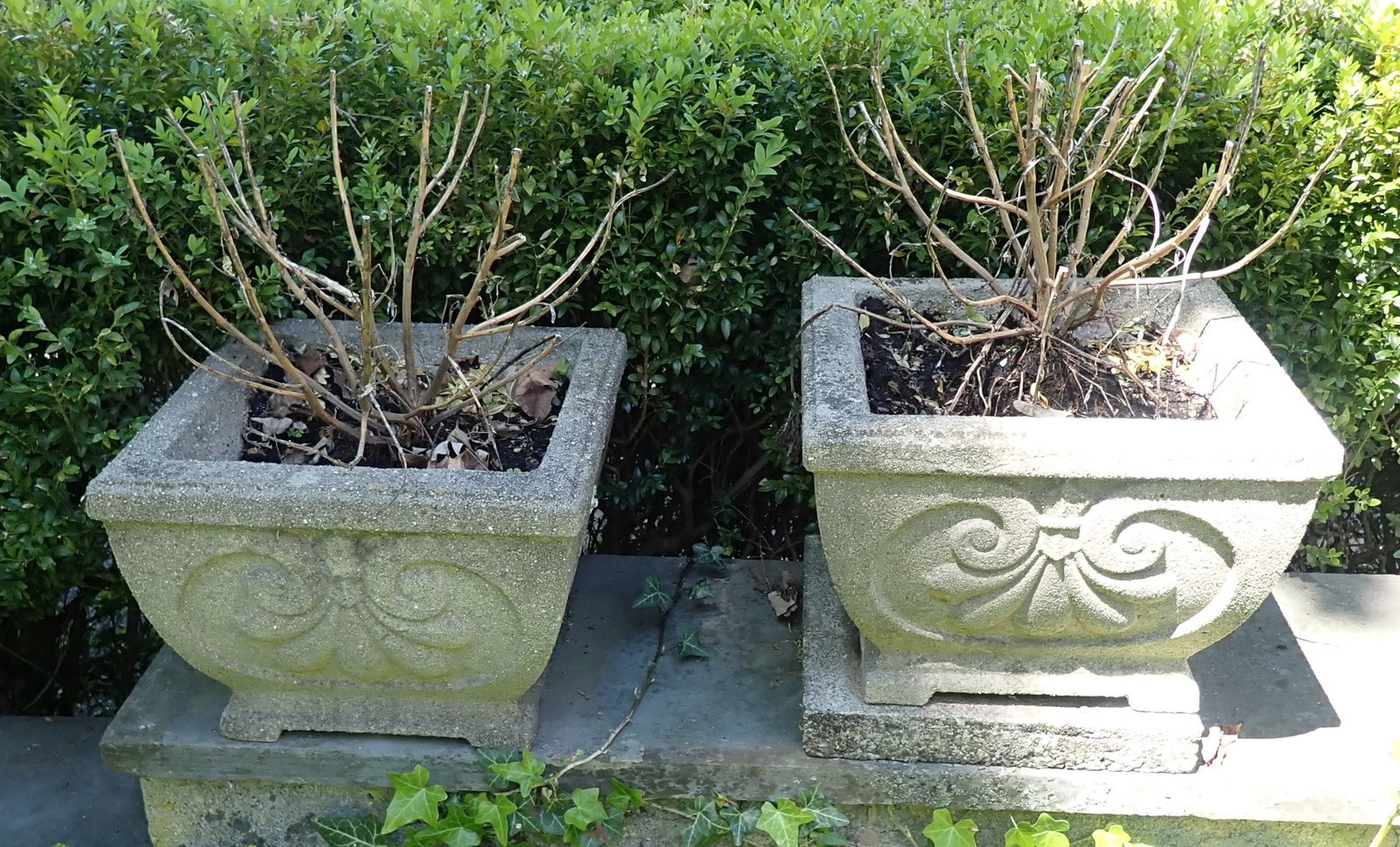 2 Concrete Planters: Apprx 14" x 14" x 10" tall. No in house shipping !