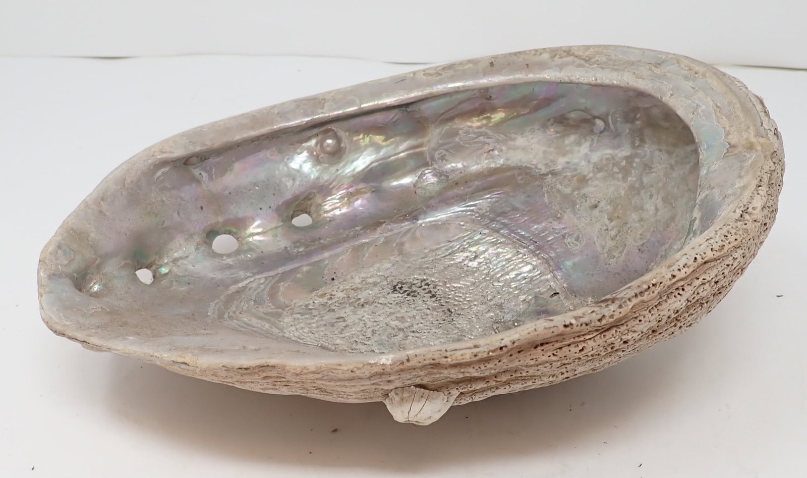 Abalone Shell Dish: Approx 7" x 9" x 3 1/2" tall. Shipping available
