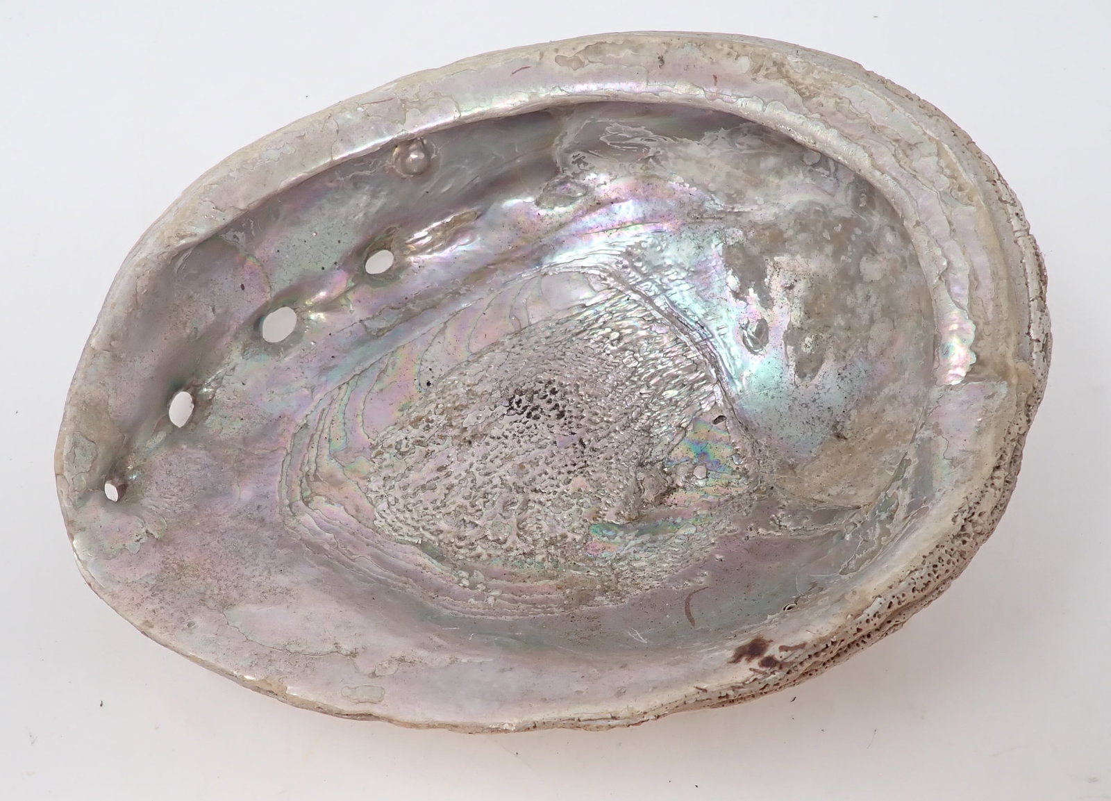 Abalone Shell Dish - 2