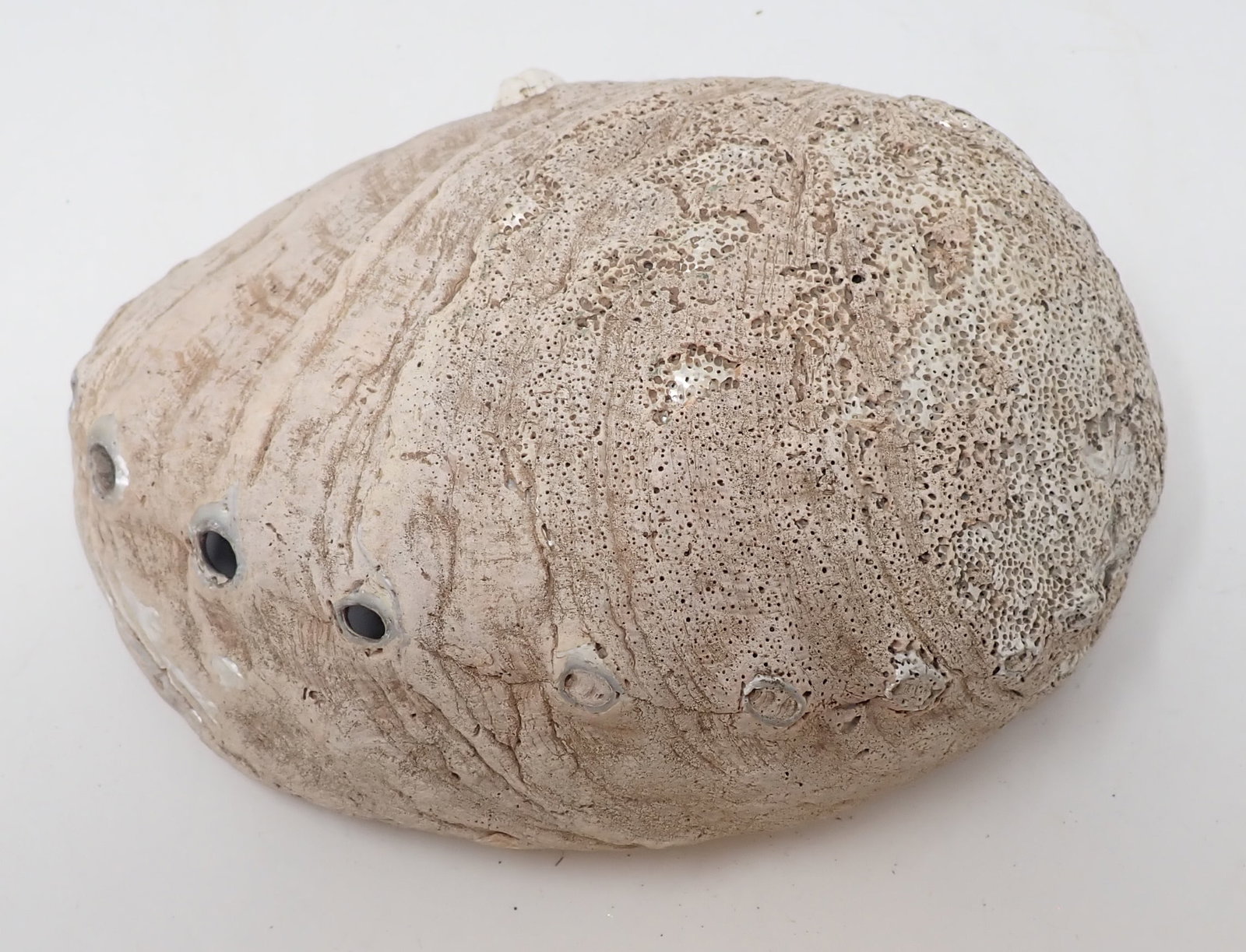 Abalone Shell Dish - 3