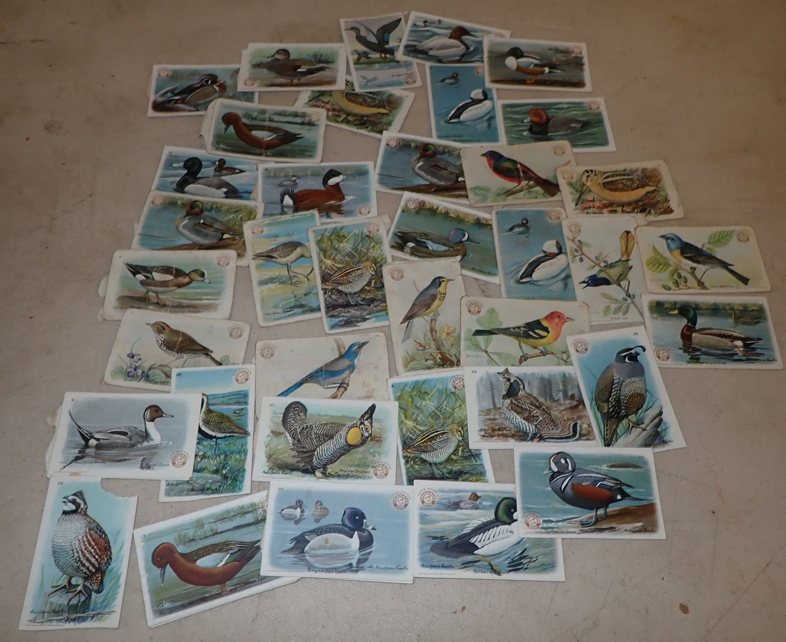 39 Arm & Hammer Bird Cards (1 of 7)