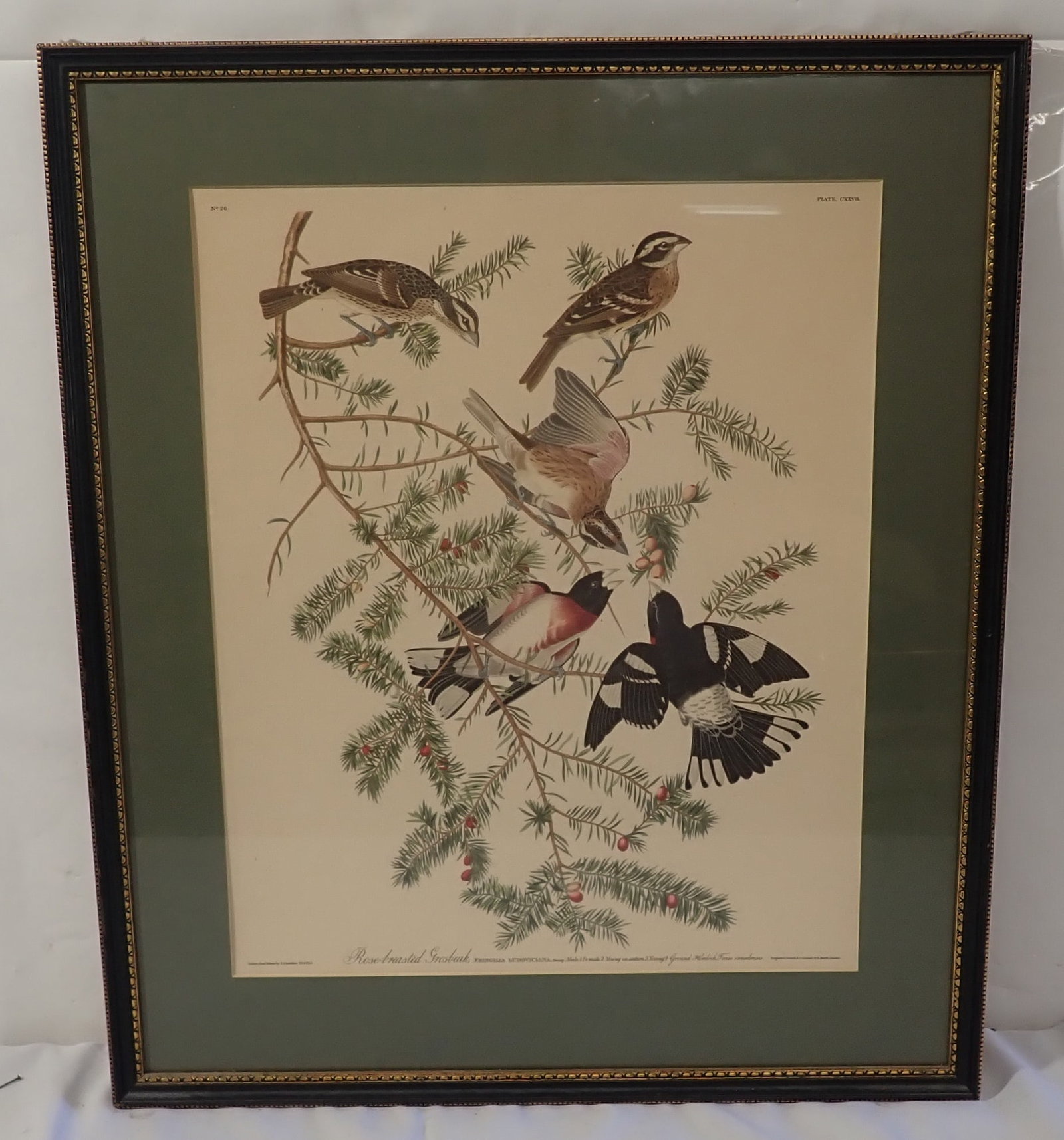 Audubon R. Havell Rose Breasted Grosbeak Plate CXXVIL: Approx 21 7/8" x 25 1/2" . No in house shipping !