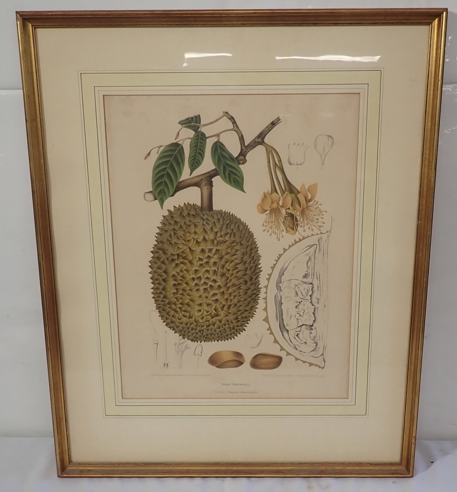 Berthe Hoola van Nooten Durio Zibethinus Botanical Lithograph: Framed Botanical Lithograph is approx 24 1/4" x 30". No in house shipping !