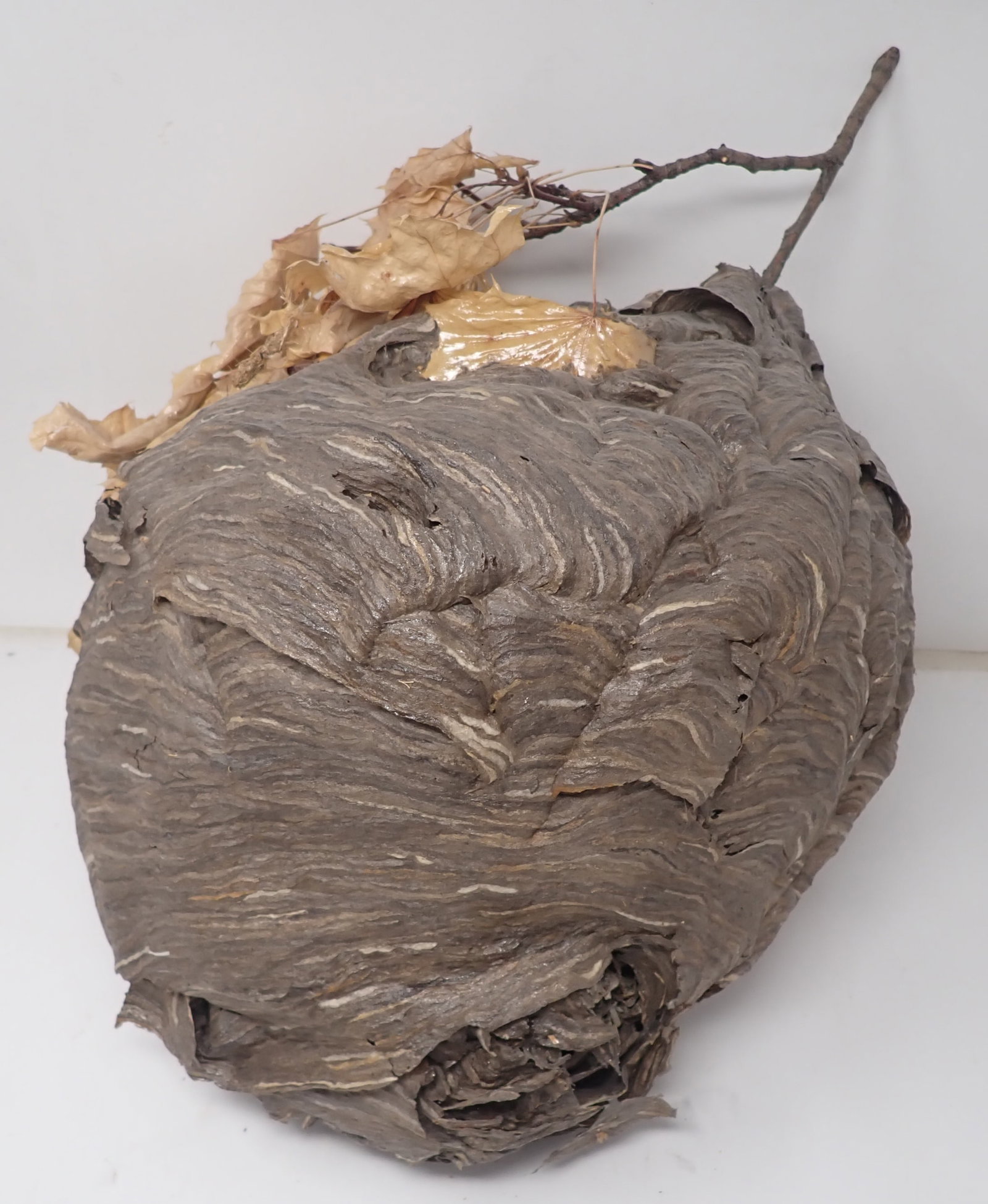 Wasp Nest - 2
