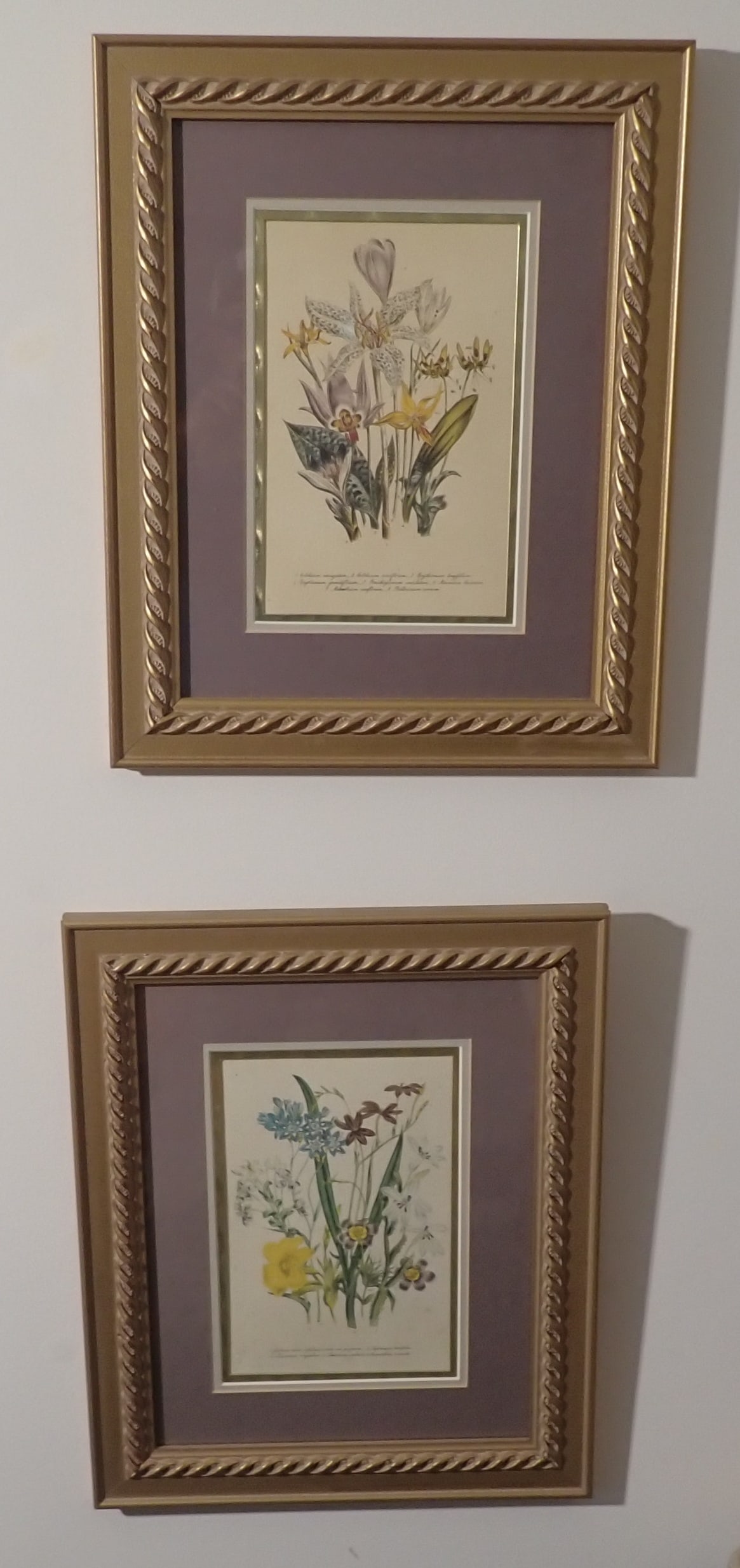 2 Botanical Prints: Approx 15" x 18 1/2". Shipping available ($25 handling charge, plus postage)