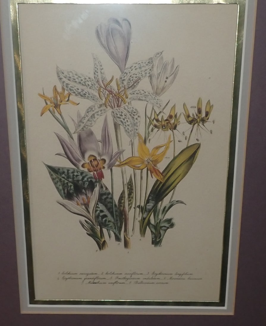 2 Botanical Prints - 2