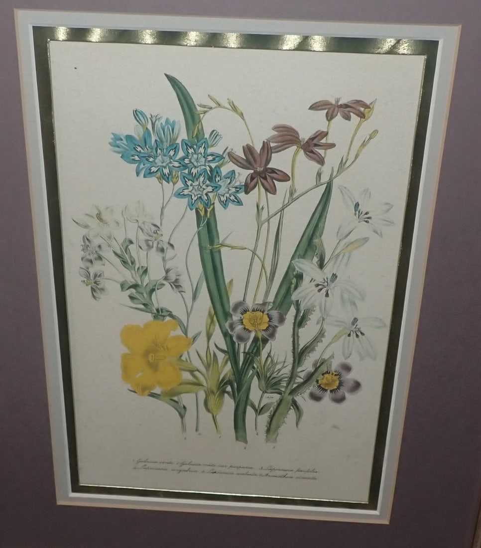 2 Botanical Prints - 3