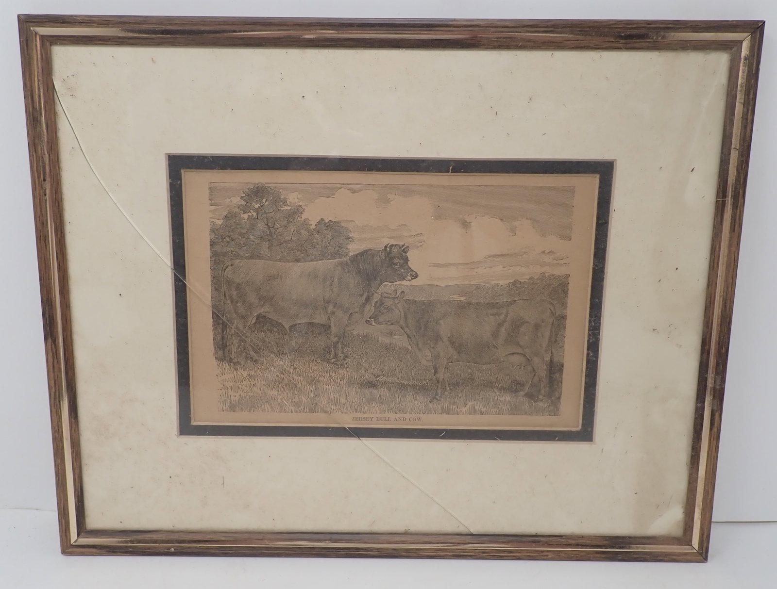 Chandler Jersey Bull & Cow Lithograph: Apprx 11 1/8" x 14 1/4". Shipping available
