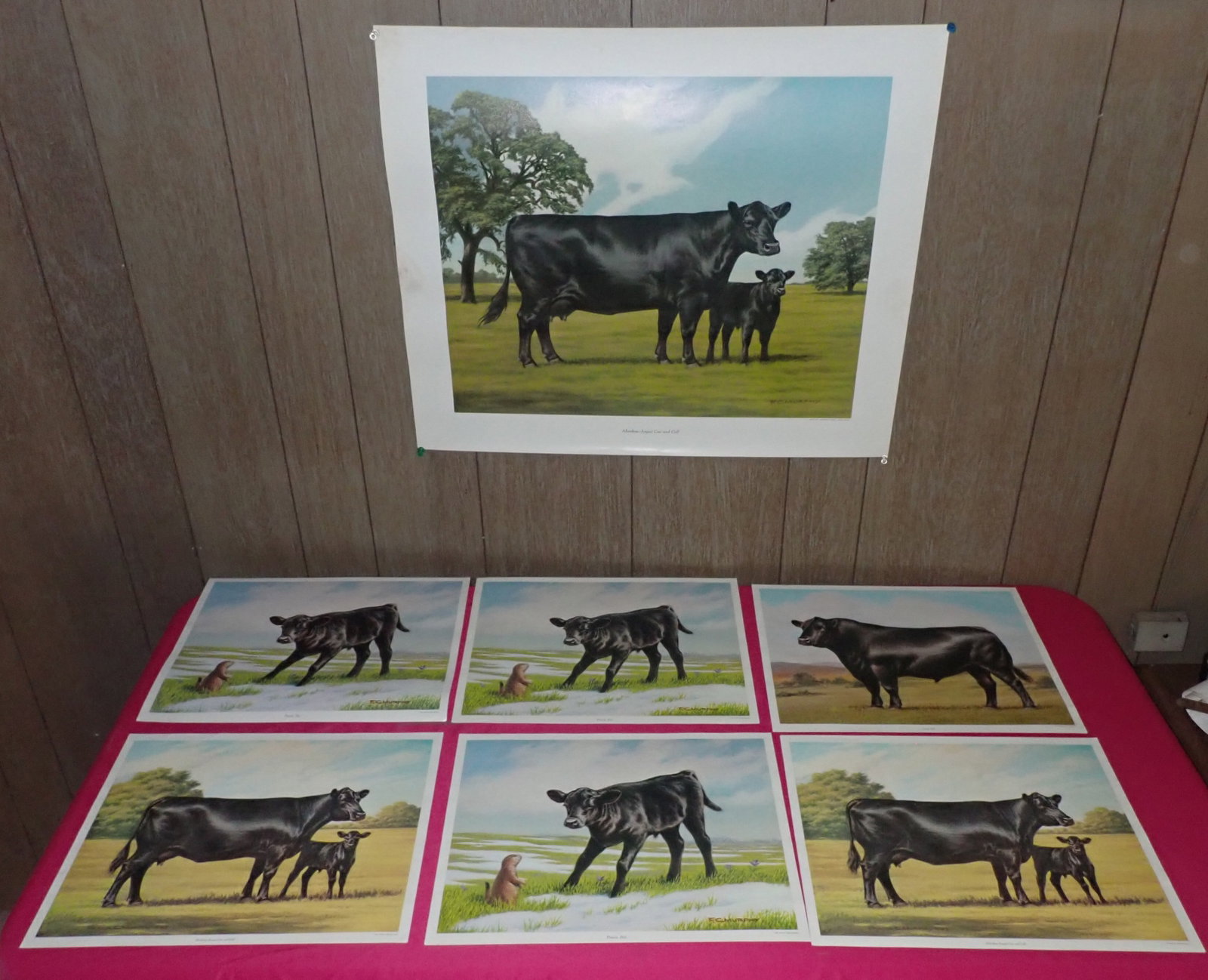 15 Angus Bull / Cow Prints: There are (8) 11 1/8" x 14 1/8" , (6) 20" x 24" , (1) 16" x 20" , - Shipping available