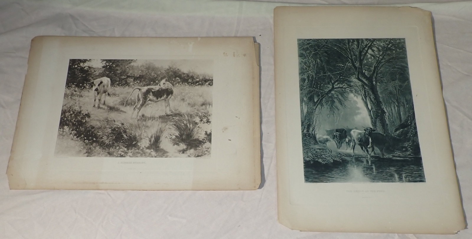 2 Cow Lithographs: Apprx 11 7/8" x 17". Shipping available