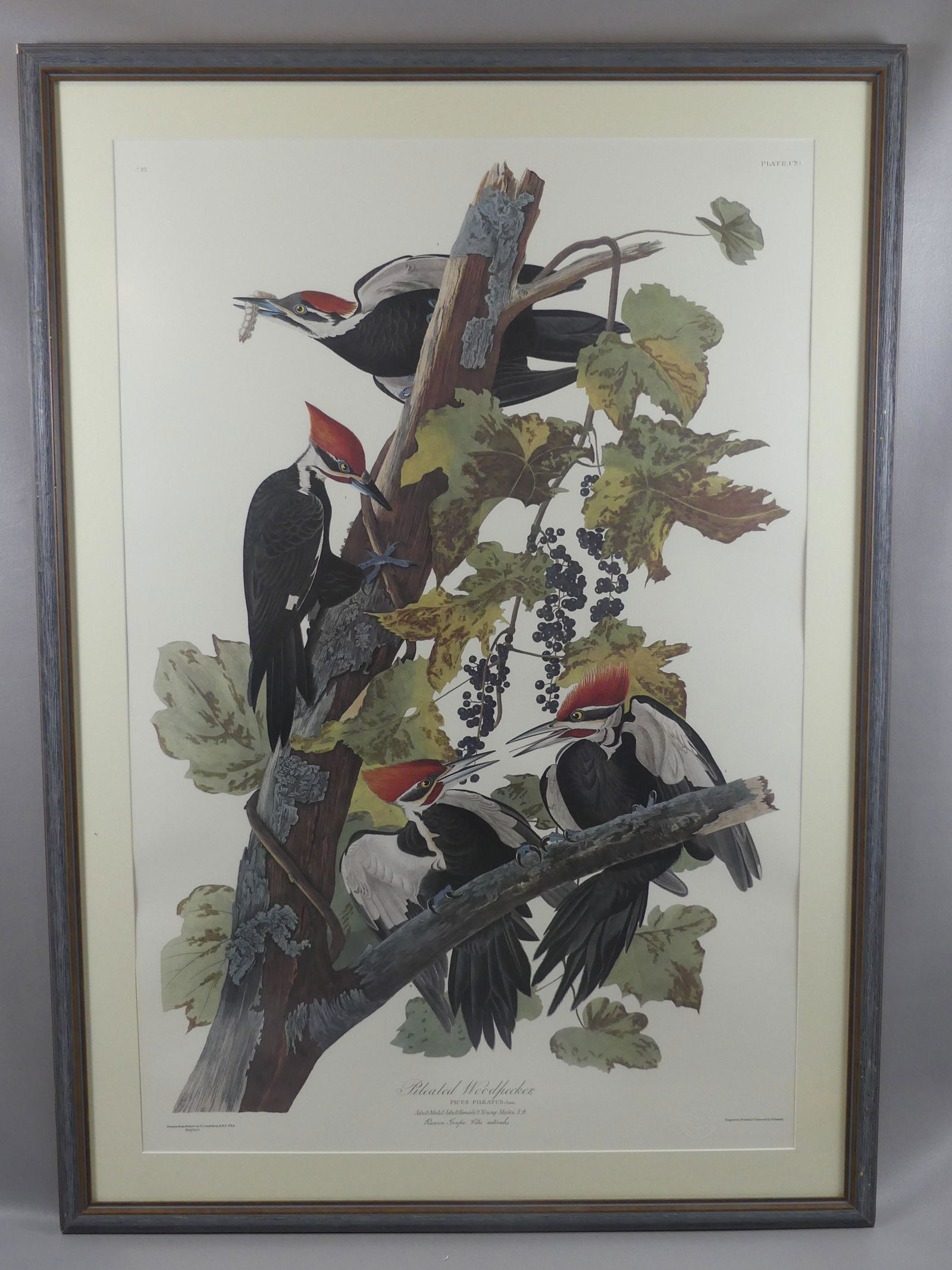 PRINCETON AUDUBON LTD ED. WOODPECKER PRINT: Large vintage limited edition color lithograph PILEATED WOODPECKER, Plate CXI #884/1500 after JJ Audubon and Robert Havell, published by Princeton Audubon in NJ. Framed size 45 x 32 inches.