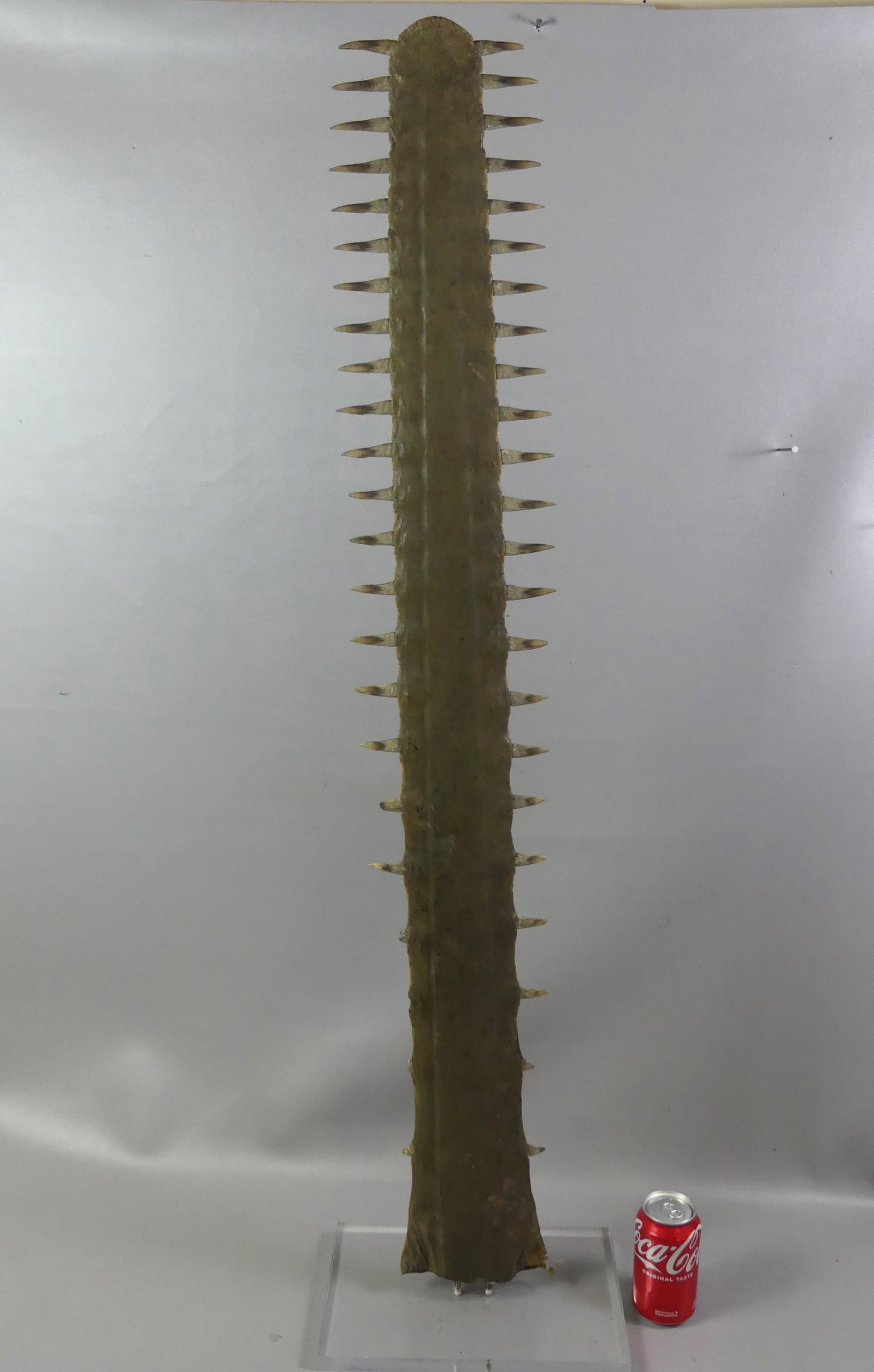 ANTIQUE SAWFISH BILL (1 of 2)