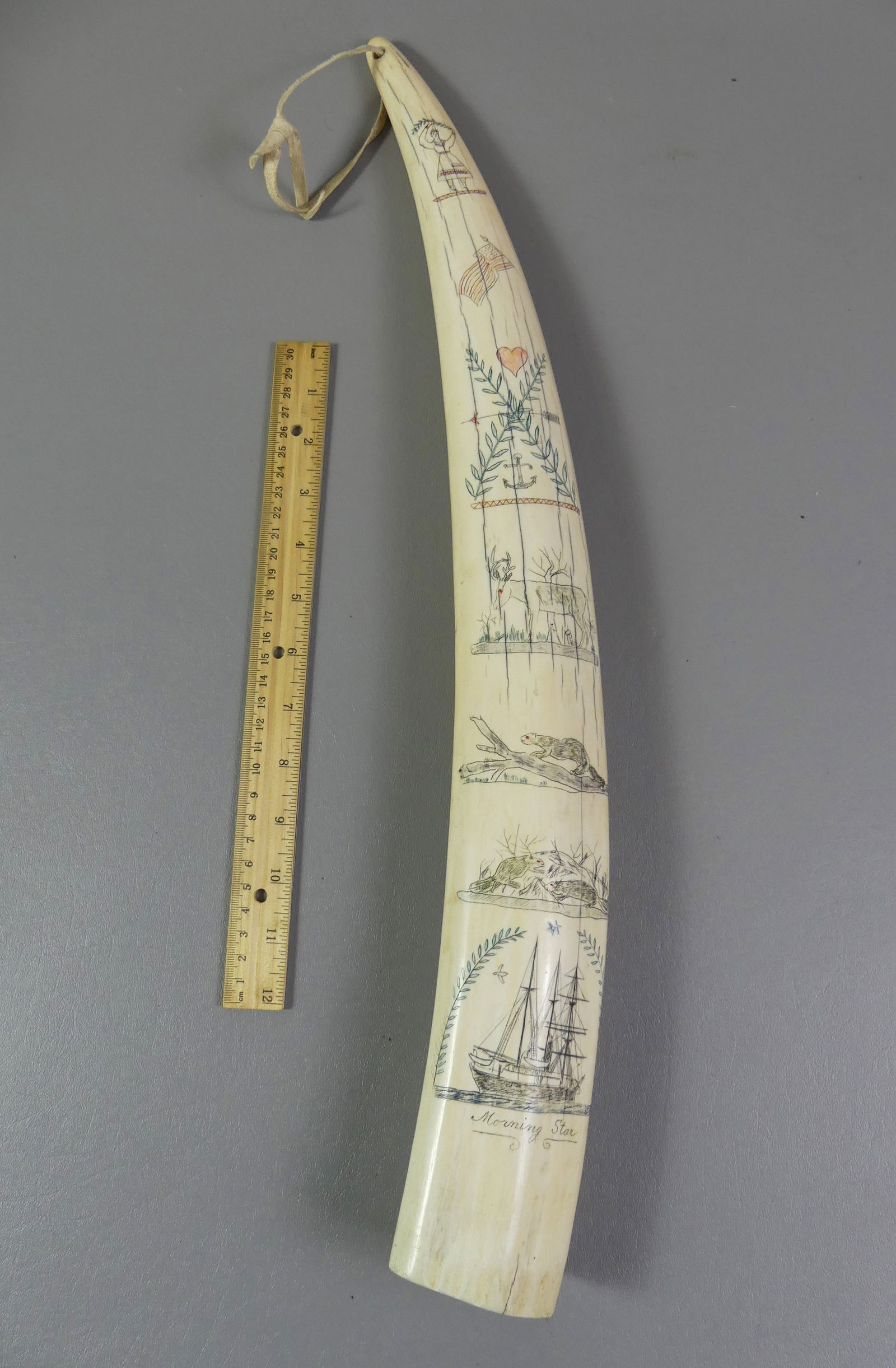 Large Scrimshaw Walrus Tusk Auction