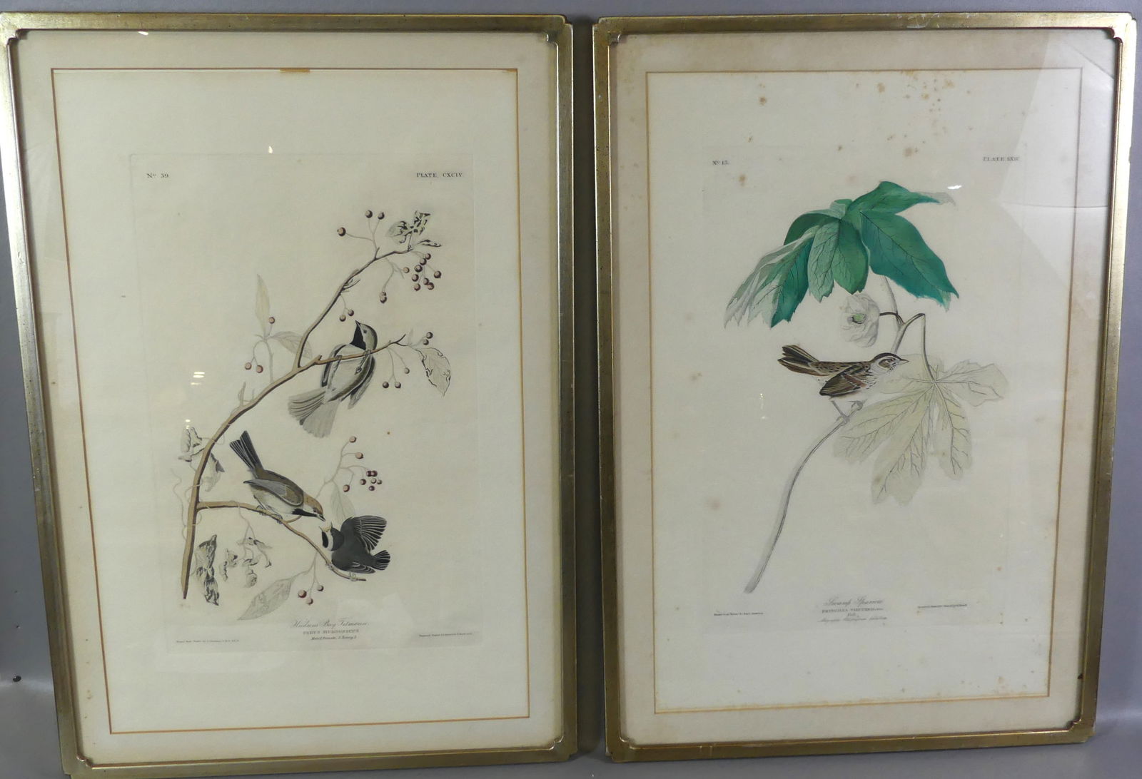2 OLD AUDUBON PRINTS OF BIRDS: Lot of 2 old / antique Audubon bird prints: Hudson's Bay Titmouse signed JJ Audubon, engraved by R. Havell 1836, image 19.25 x 12.25 in; Swamp Sparrow by Lucy Audubon, engraved by Havell, No. 13, Plat
