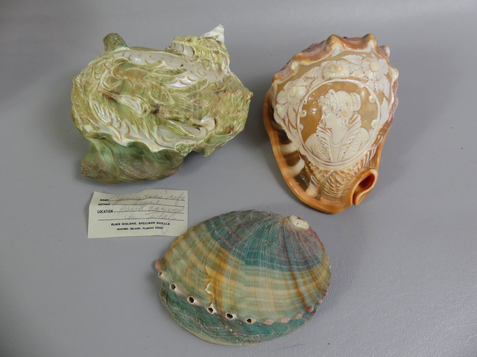 3 SEASHELLS - 2 CARVED DESIGNS: Lot of 3 seashells: 5 x 3 in with cameo carved portrait of a queen with floral medallion; Italian carved green shell with designs, 6 x 4 in; and colorful abalone shell with mother-of-pearl interior, 4