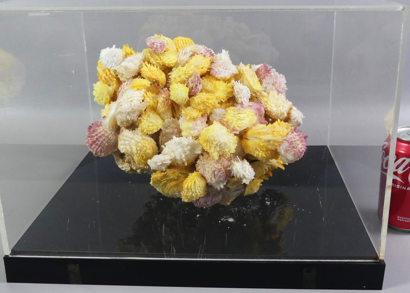 GROUP OF COLORFUL ENCRUSTED SHELLS: Group of pastel-colored sea shells grown in large cluster on coral, 10 x 8 x 8 inches. Mounted in a plexiglass case.