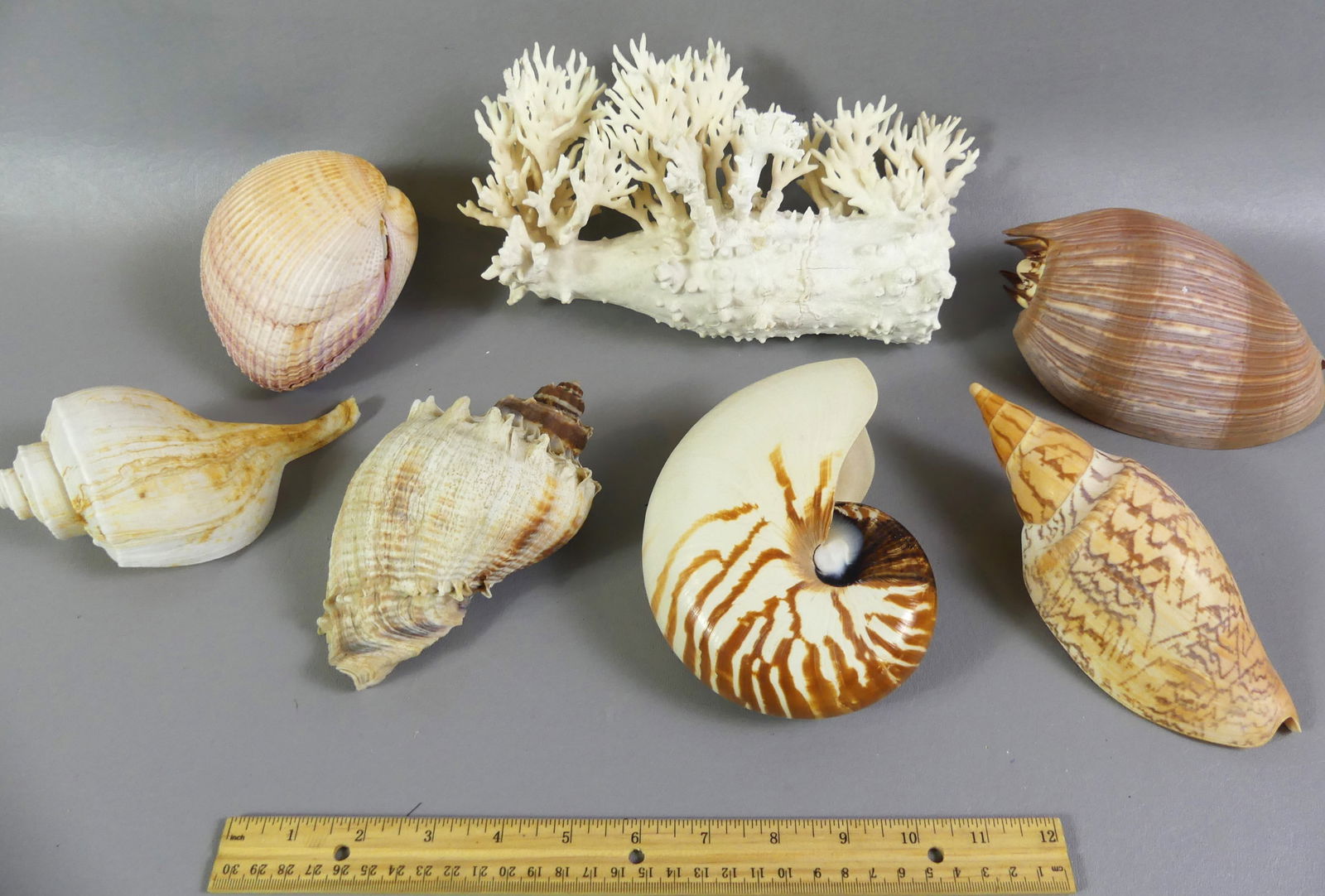 6 PIECE: SEASHELLS & CORAL LOT: Lot of 5 seashells to 7.5 in long including a nautilus with brown stripes; and 8 in white coral grown on old Coke bottle.
