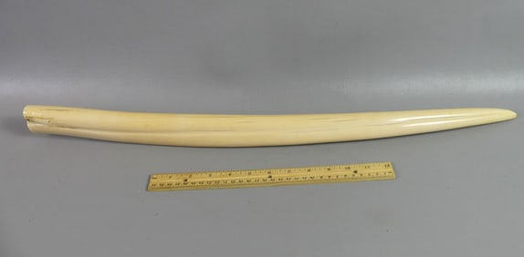 27 INCH SMOOTH WALRUS TUSK