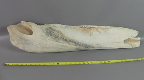 35 INCH WHALEBONE SECTION