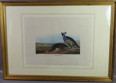 AUDUBON PRINT - CALIFORNIAN PARTRIDGE
