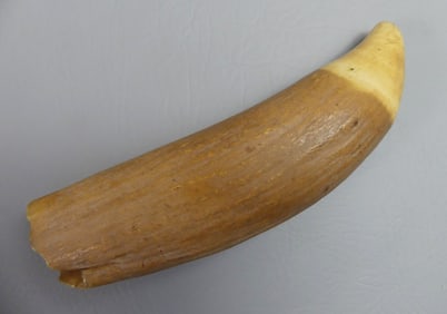 RAW WHALE TOOTH - 7 INCH