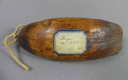 ANTIQUE TABUA WHALE TOOTH