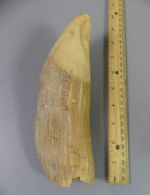 LARGE RAW WHALE TOOTH - 24 OZ.
