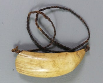 ANTIQUE FIJIAN TABUA TOOTH
