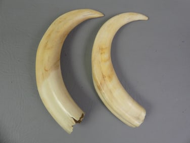 PAIR OF BOAR TUSKS