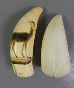 2 WHALE TEETH - 1 WITH SCRIMSHAW