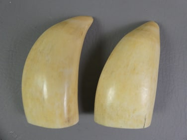 PAIR POLISHED WHALE TEETH