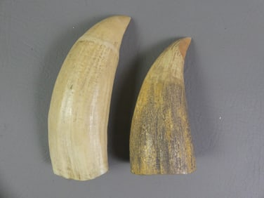 2 RAW WHALE TEETH