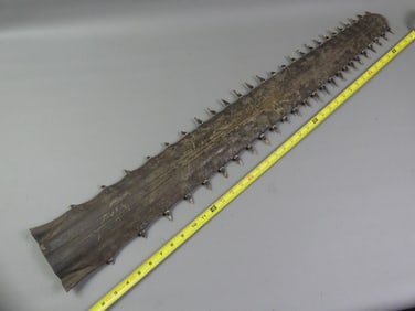 3 FOOT SAWFISH BILL