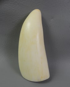 LARGE POLISHED WHALE TOOTH