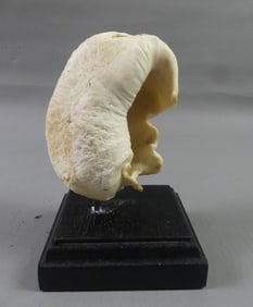 FOSSILIZED WHALE EARDRUM