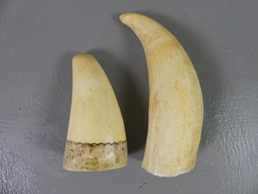 2 WHALE TEETH - 1 WITH WAVES