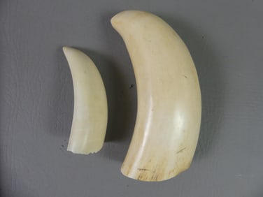 2 POLISHED WHALE TEETH