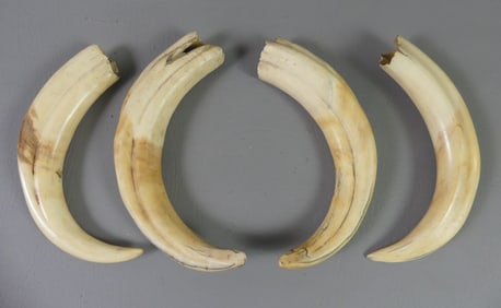 2 PAIRS BOAR TUSKS