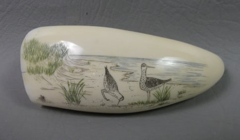 WHALE TOOTH - SHORE BIRDS ATTR. CHASE